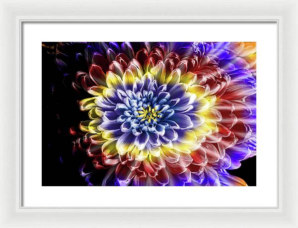 Rainbow Chrysanthemum - Framed Print