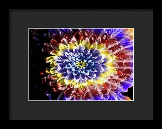 Rainbow Chrysanthemum - Framed Print