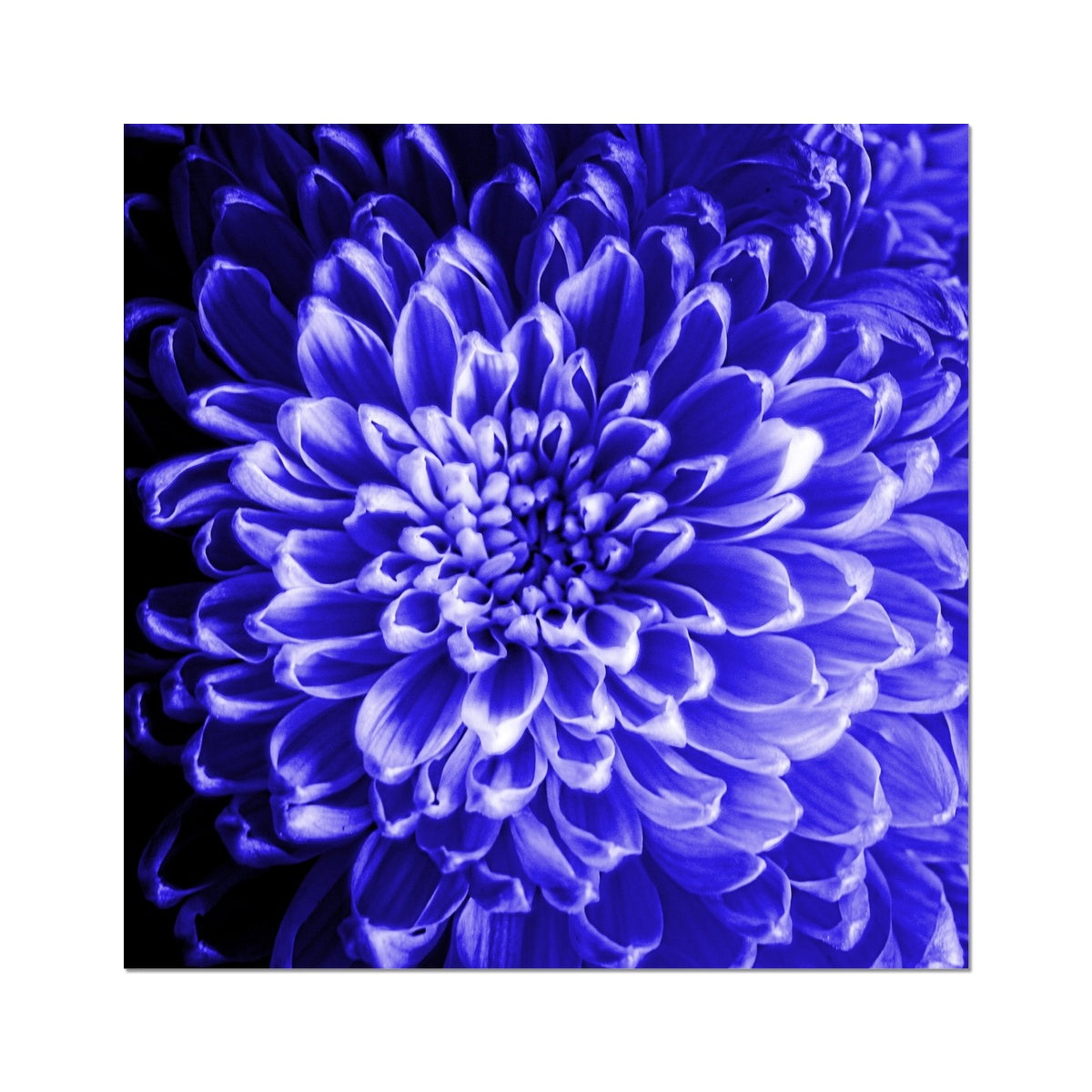Blue Chrysanthemum Hahnemühle Photo Rag Print