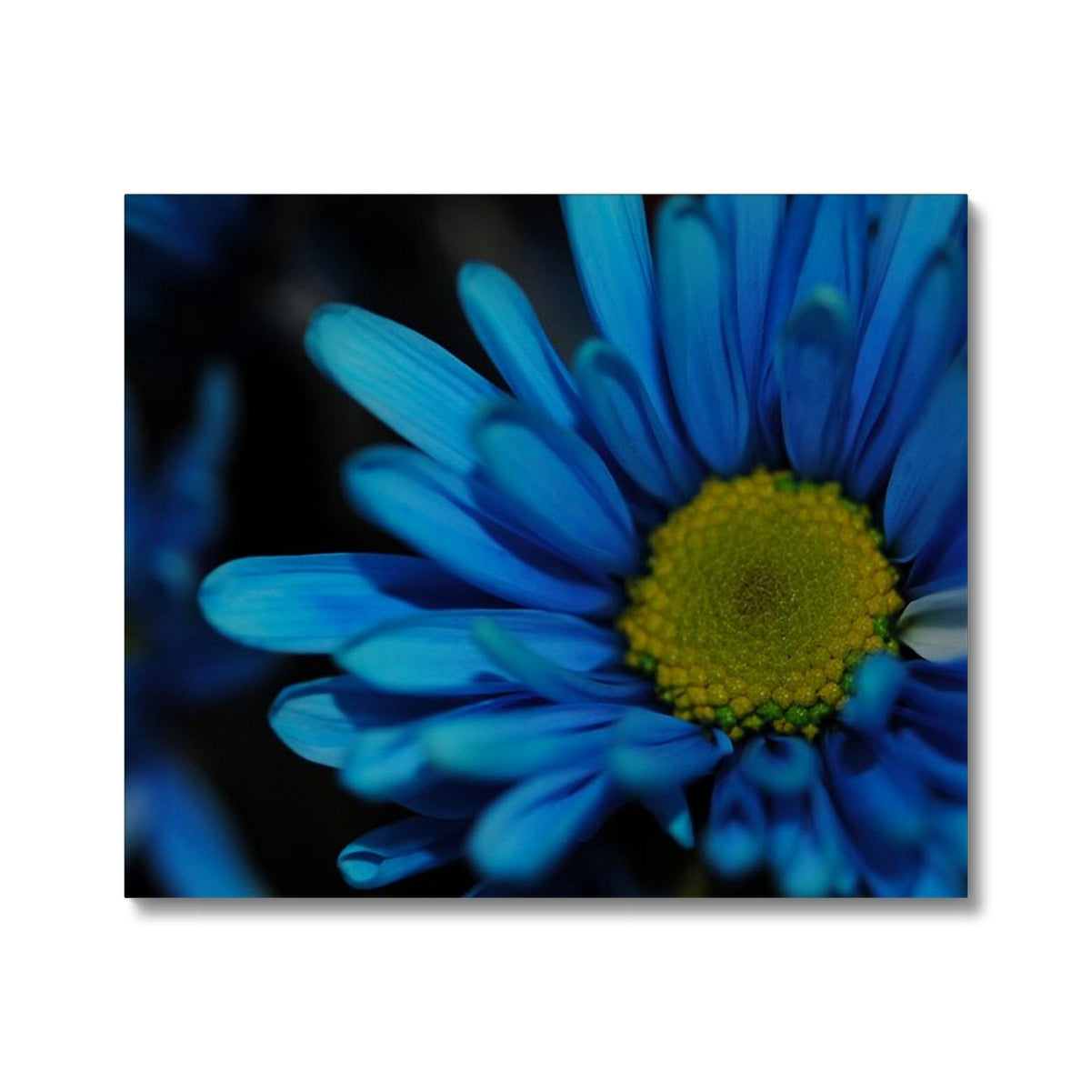 Blue Daisy Canvas