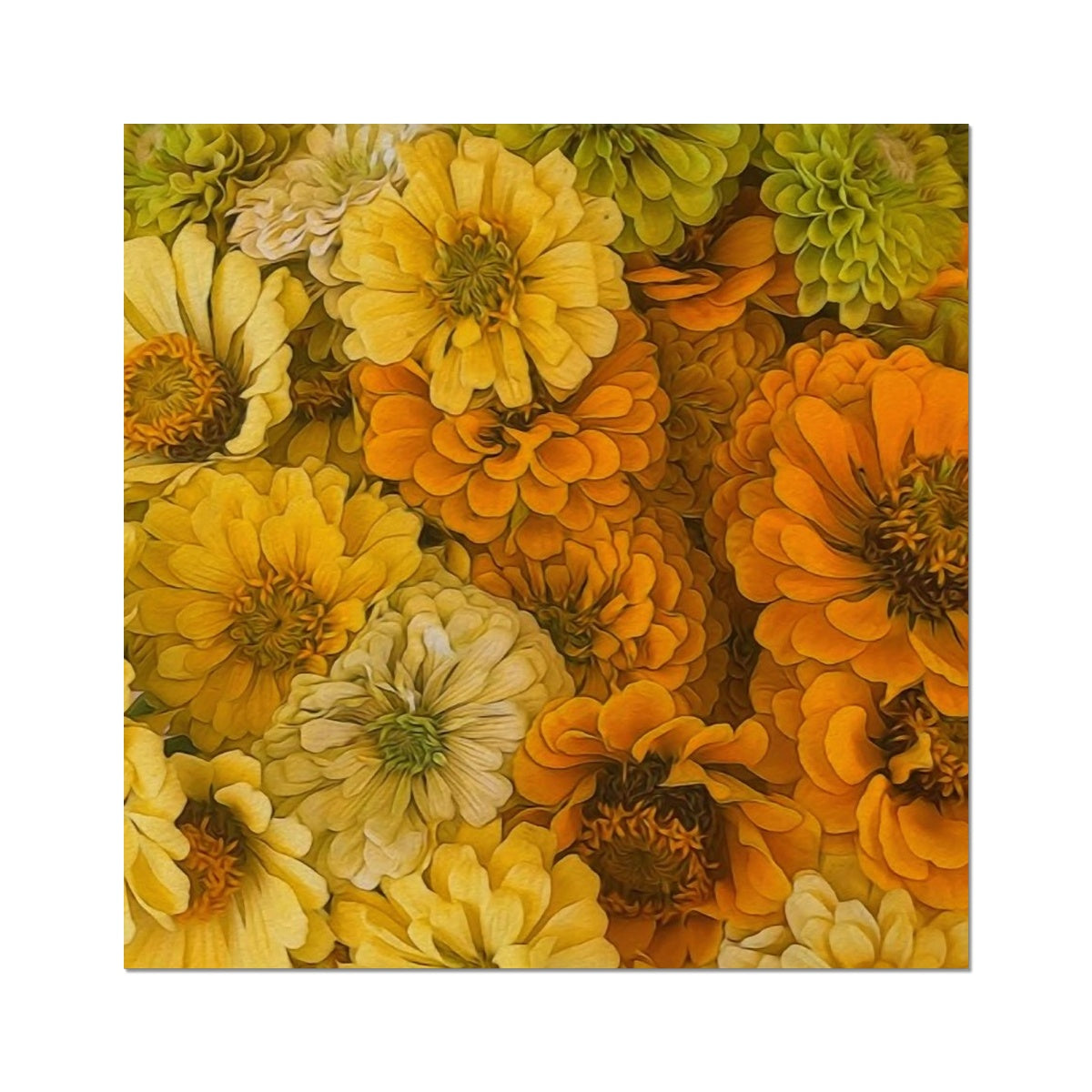 Yellow Zinnias Hahnemühle Photo Rag Print