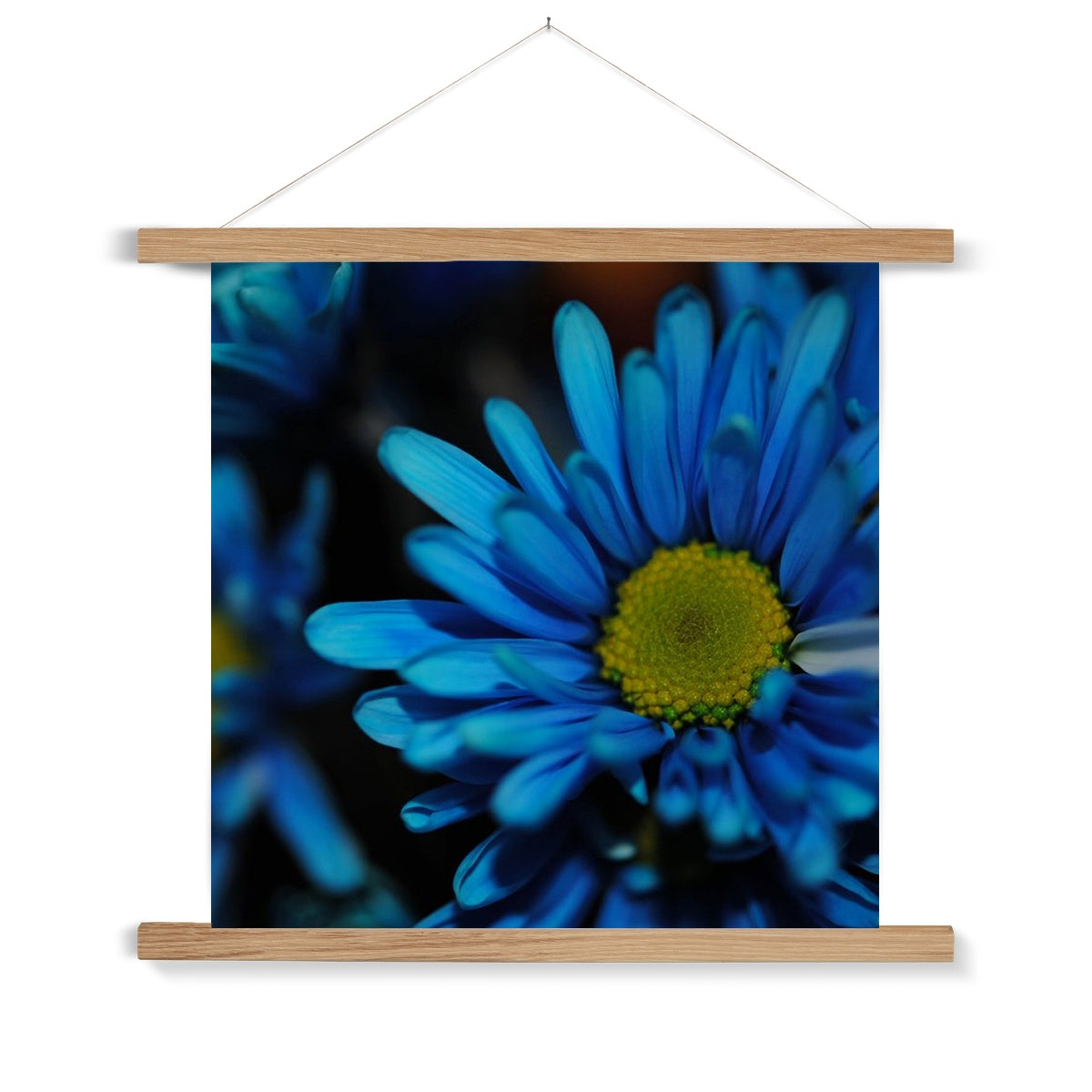 Blue Daisy Fine Art Print with Hanger