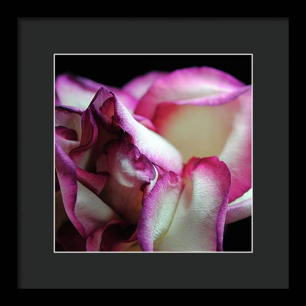 Pink Lined White Rose - Framed Print