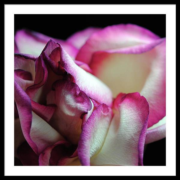 Pink Lined White Rose - Framed Print