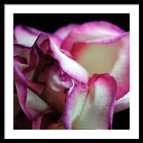 Pink Lined White Rose - Framed Print