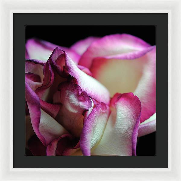 Pink Lined White Rose - Framed Print
