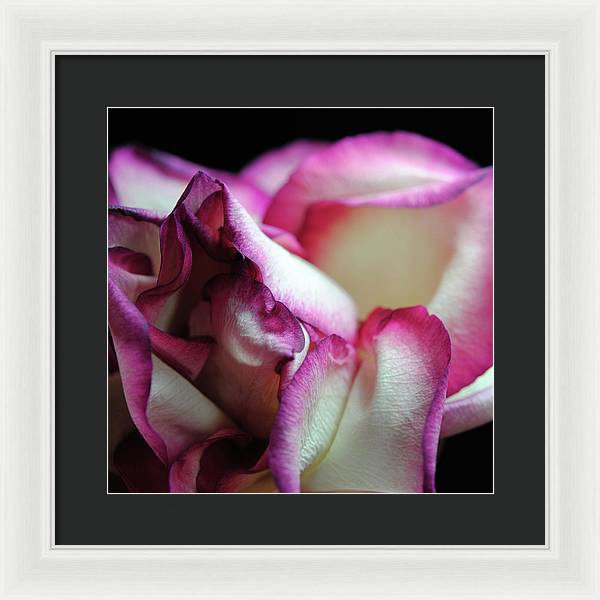 Pink Lined White Rose - Framed Print