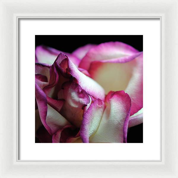 Pink Lined White Rose - Framed Print