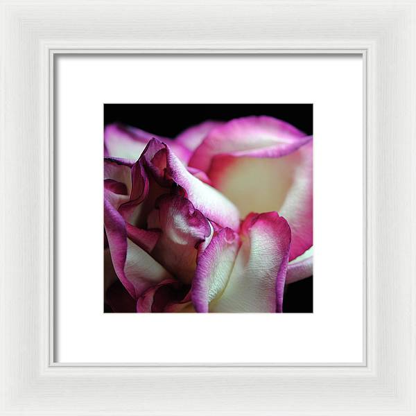 Pink Lined White Rose - Framed Print