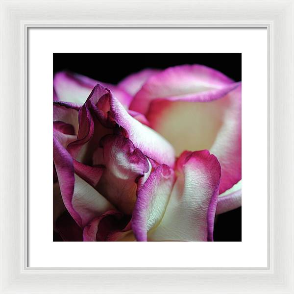Pink Lined White Rose - Framed Print