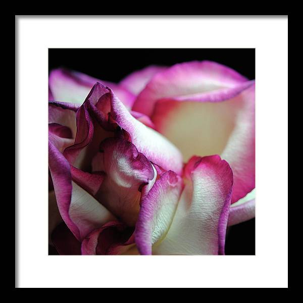 Pink Lined White Rose - Framed Print