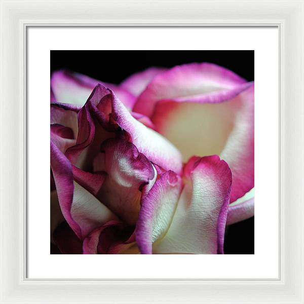 Pink Lined White Rose - Framed Print