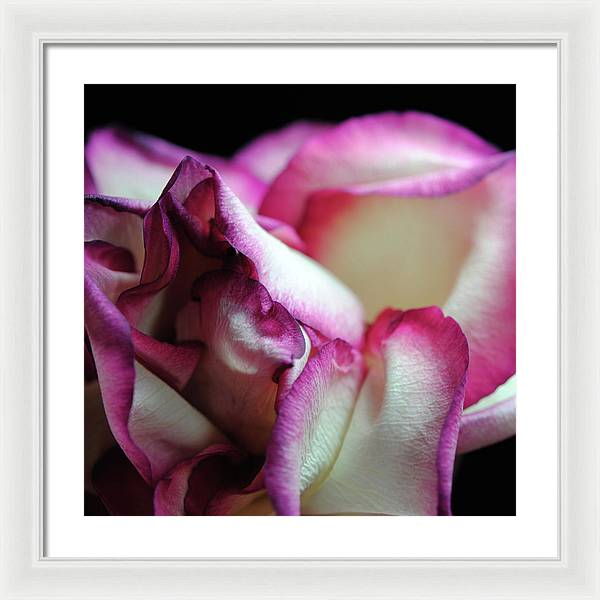 Pink Lined White Rose - Framed Print