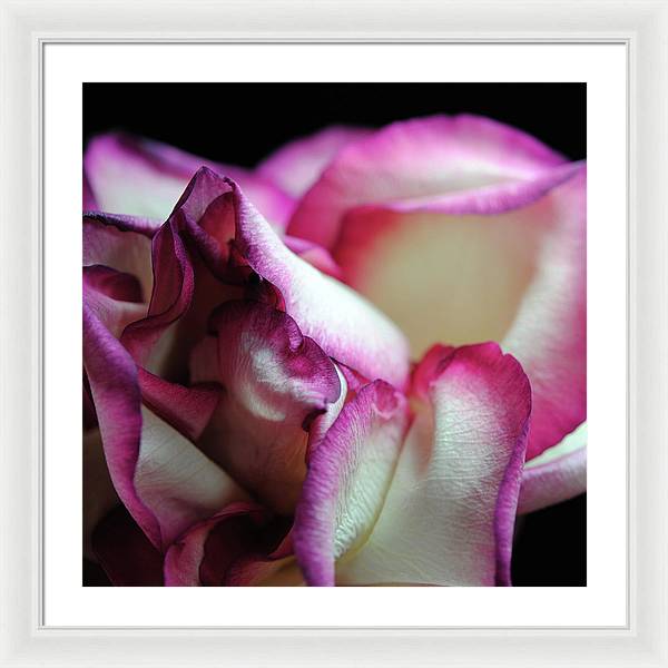 Pink Lined White Rose - Framed Print