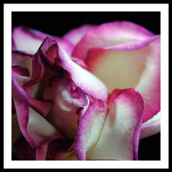 Pink Lined White Rose - Framed Print