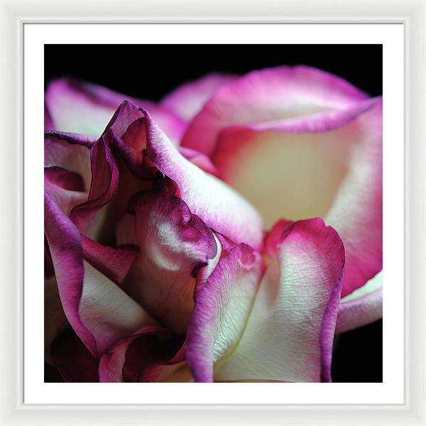 Pink Lined White Rose - Framed Print