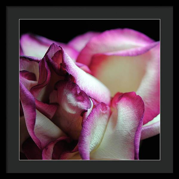 Pink Lined White Rose - Framed Print