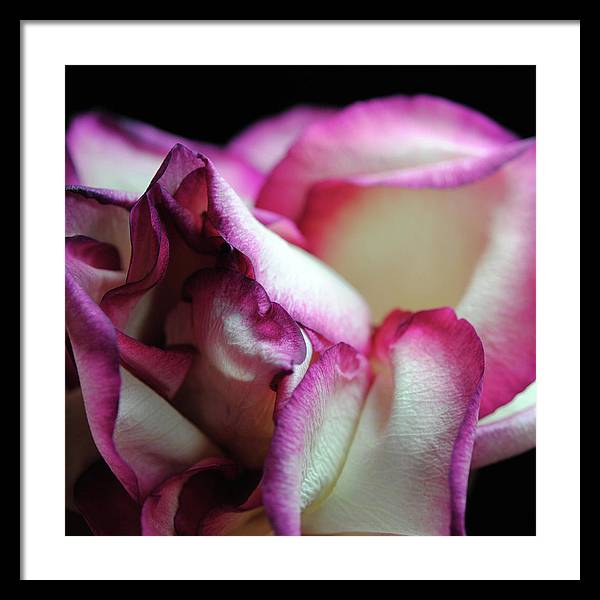 Pink Lined White Rose - Framed Print
