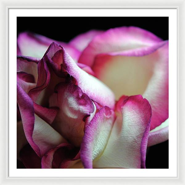 Pink Lined White Rose - Framed Print