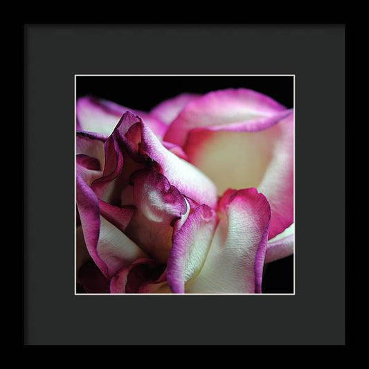 Pink Lined White Rose - Framed Print