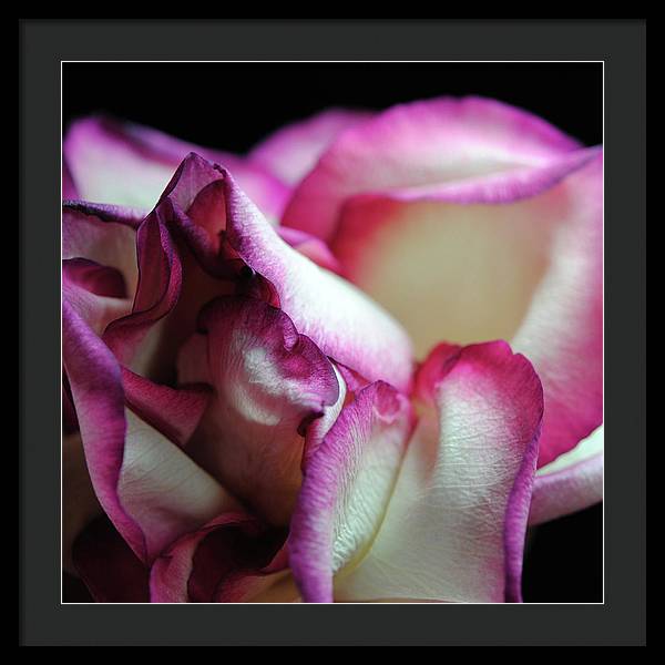 Pink Lined White Rose - Framed Print