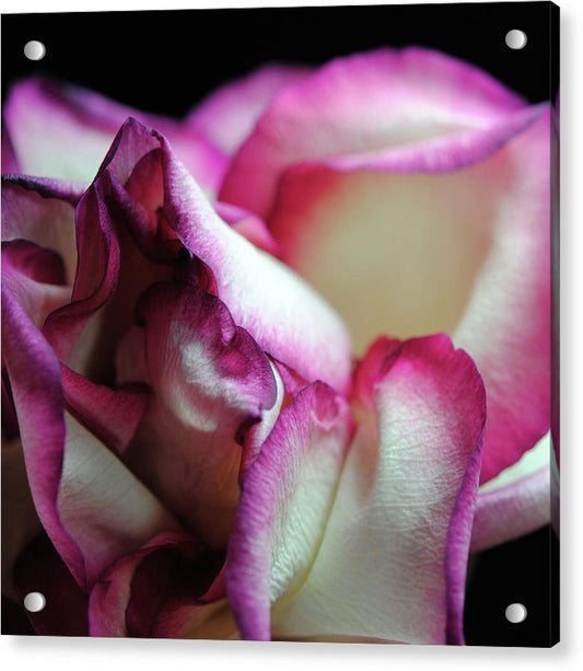 Pink Lined White Rose - Acrylic Print