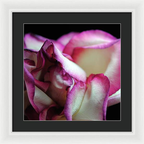 Pink Lined White Rose - Framed Print