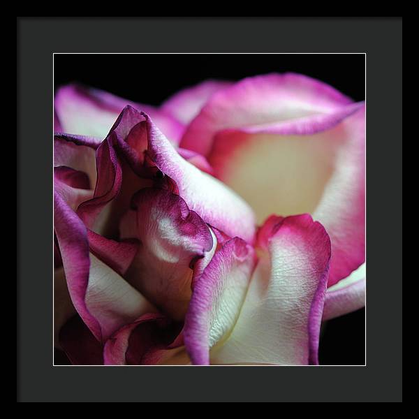 Pink Lined White Rose - Framed Print