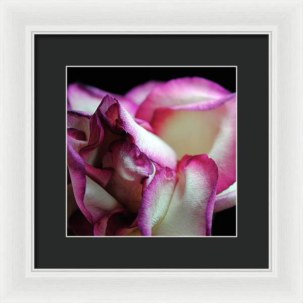 Pink Lined White Rose - Framed Print