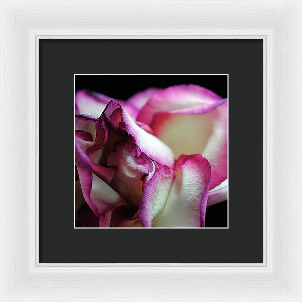 Pink Lined White Rose - Framed Print