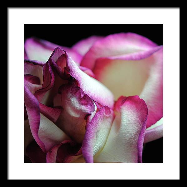 Pink Lined White Rose - Framed Print