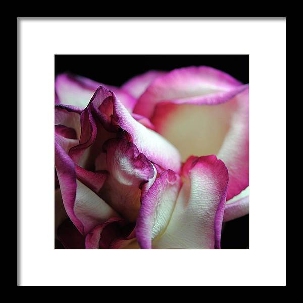 Pink Lined White Rose - Framed Print