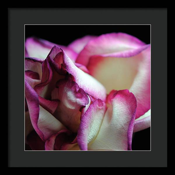 Pink Lined White Rose - Framed Print