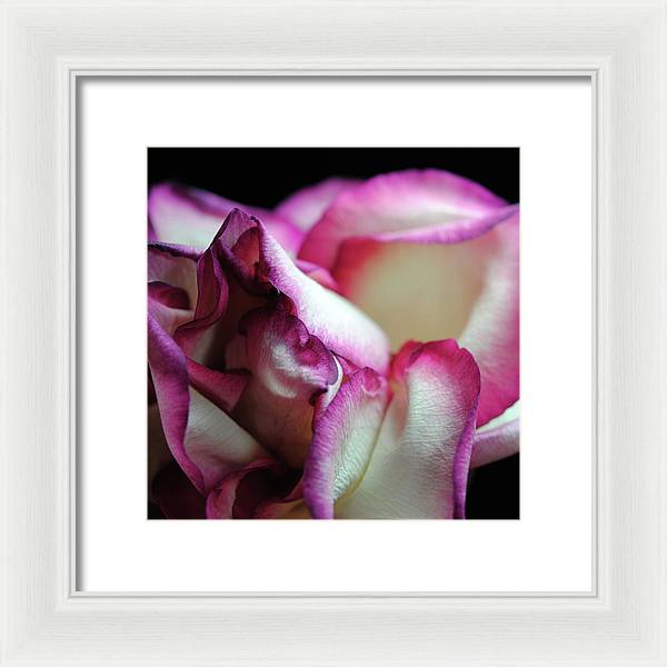 Pink Lined White Rose - Framed Print