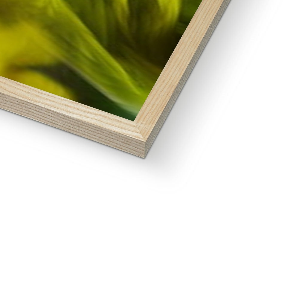 Abstract Yellow Daffodils Framed Print