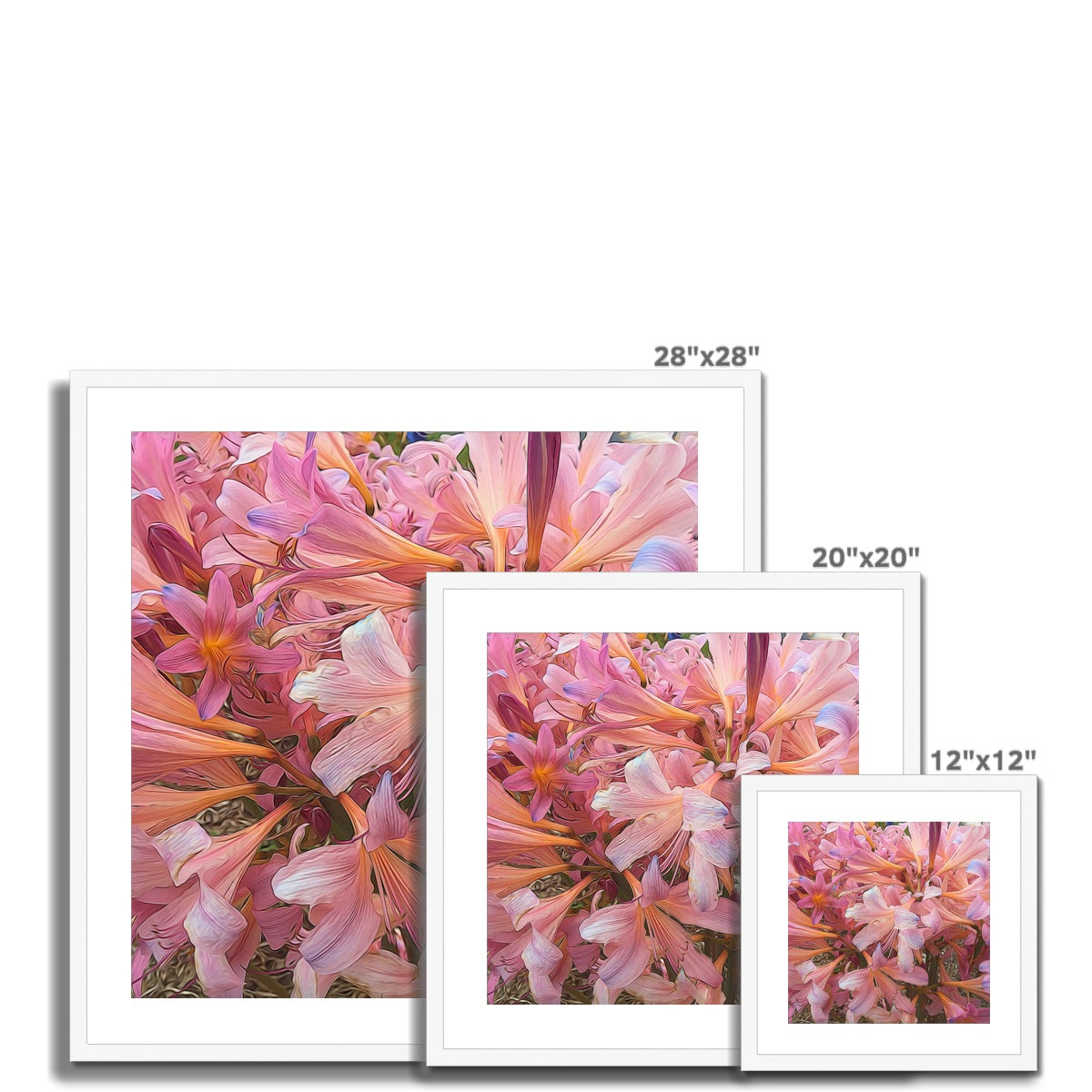 Pink Amaryllis Framed & Mounted Print