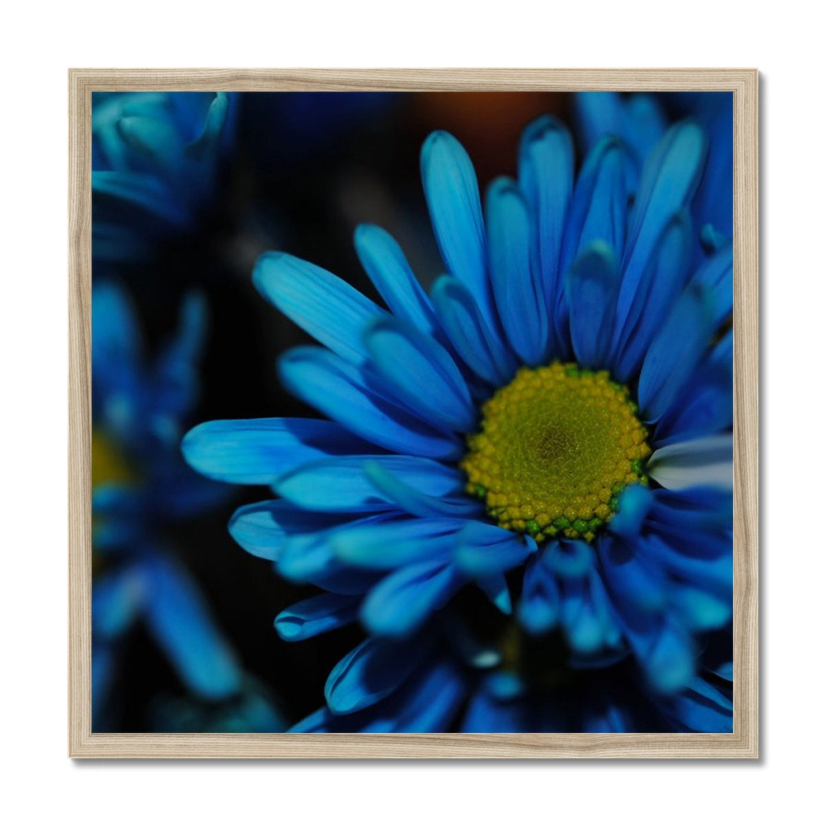 Blue Daisy Framed Print