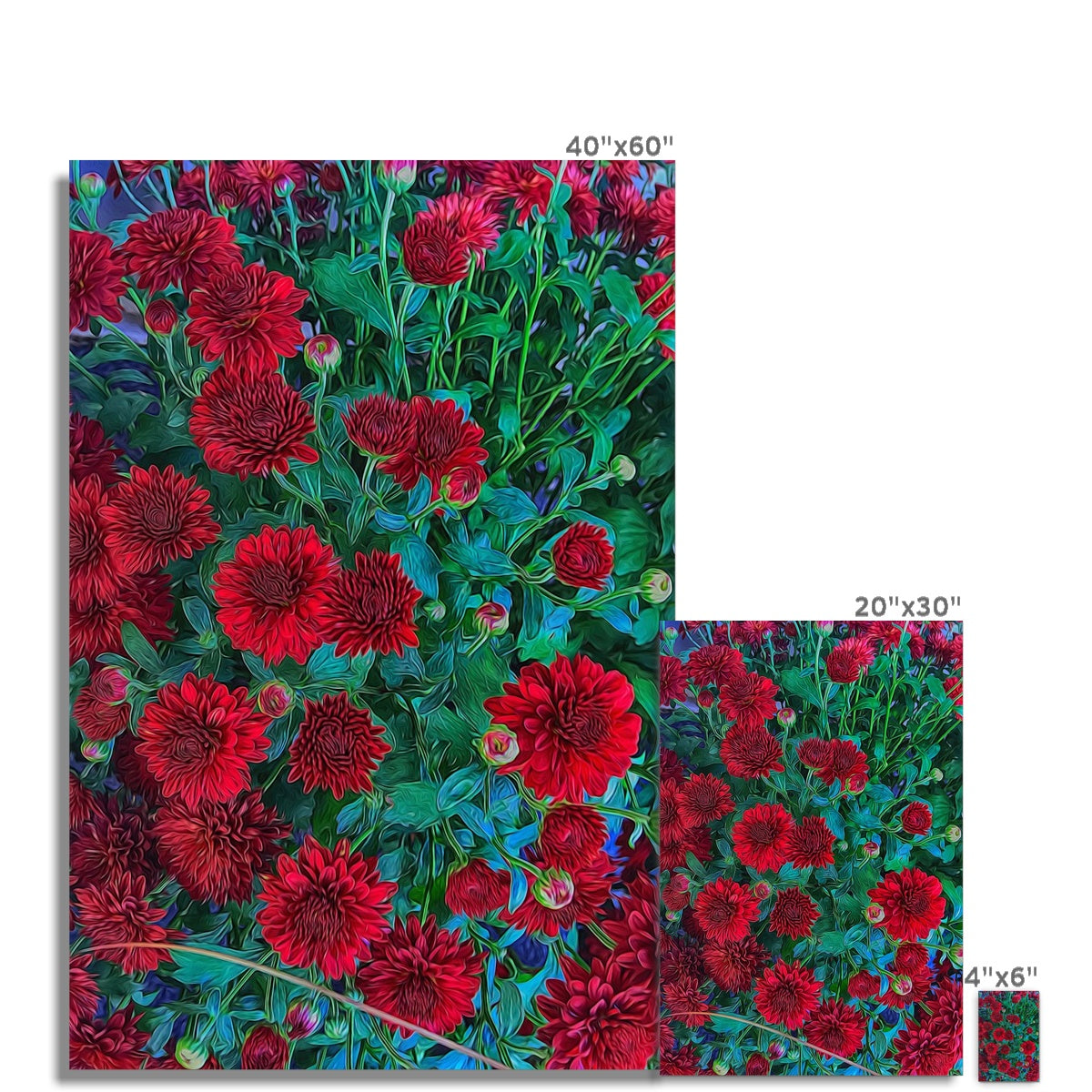 Red Mums Hahnemühle Photo Rag Print