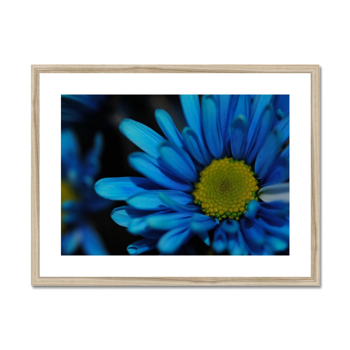 Blue Daisy Framed & Mounted Print
