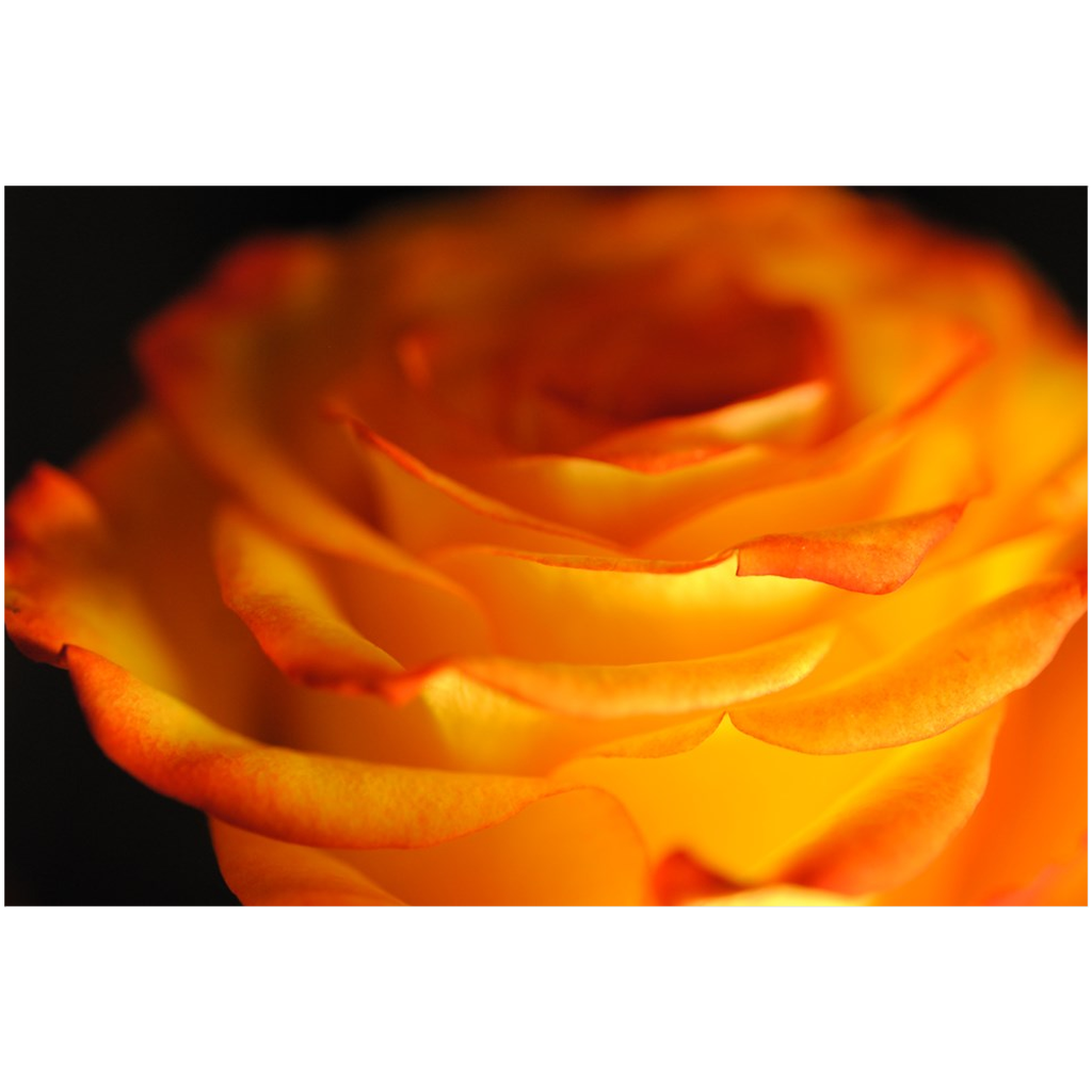 Orange Rose Close Up Acrylic Prints