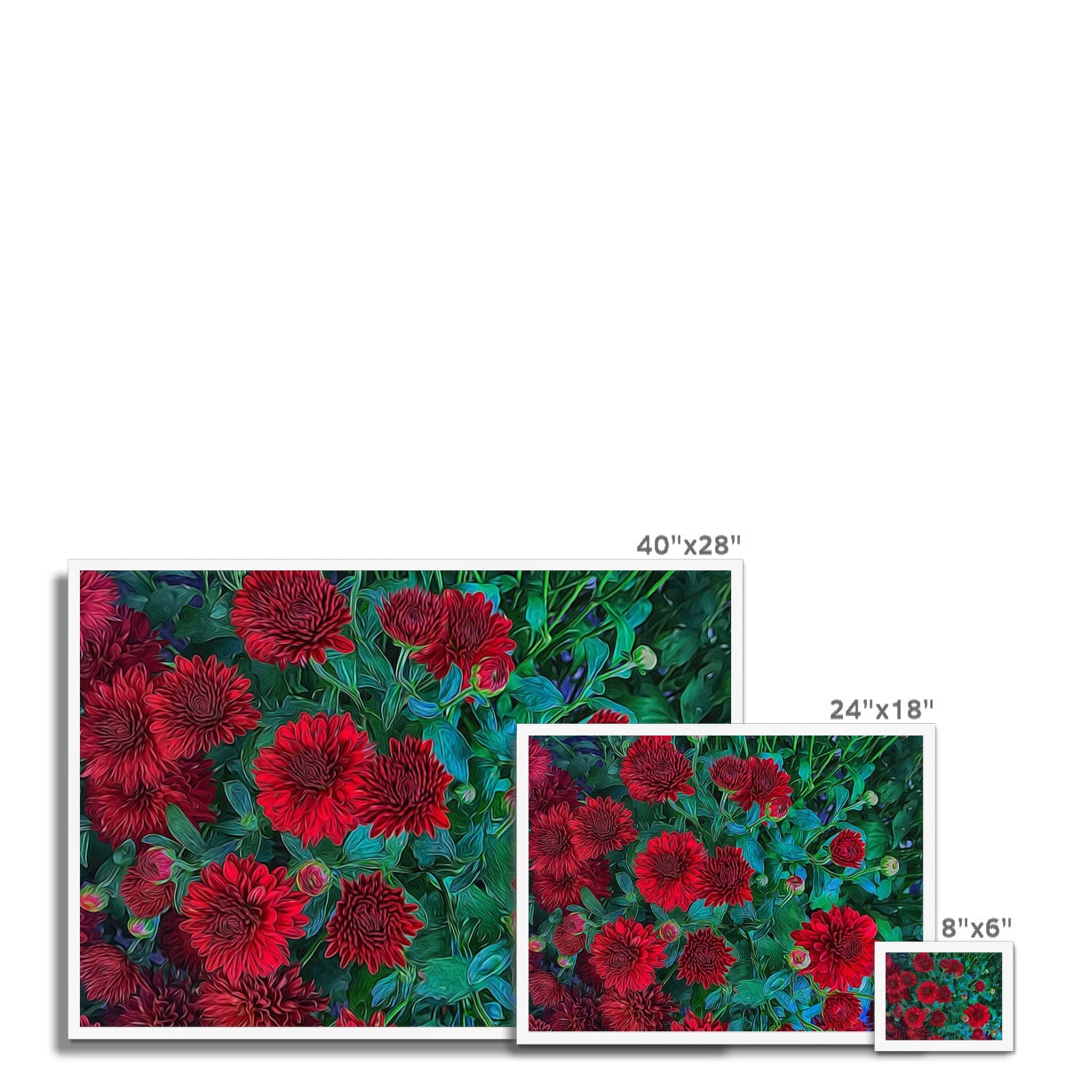 Red Mums Framed Print