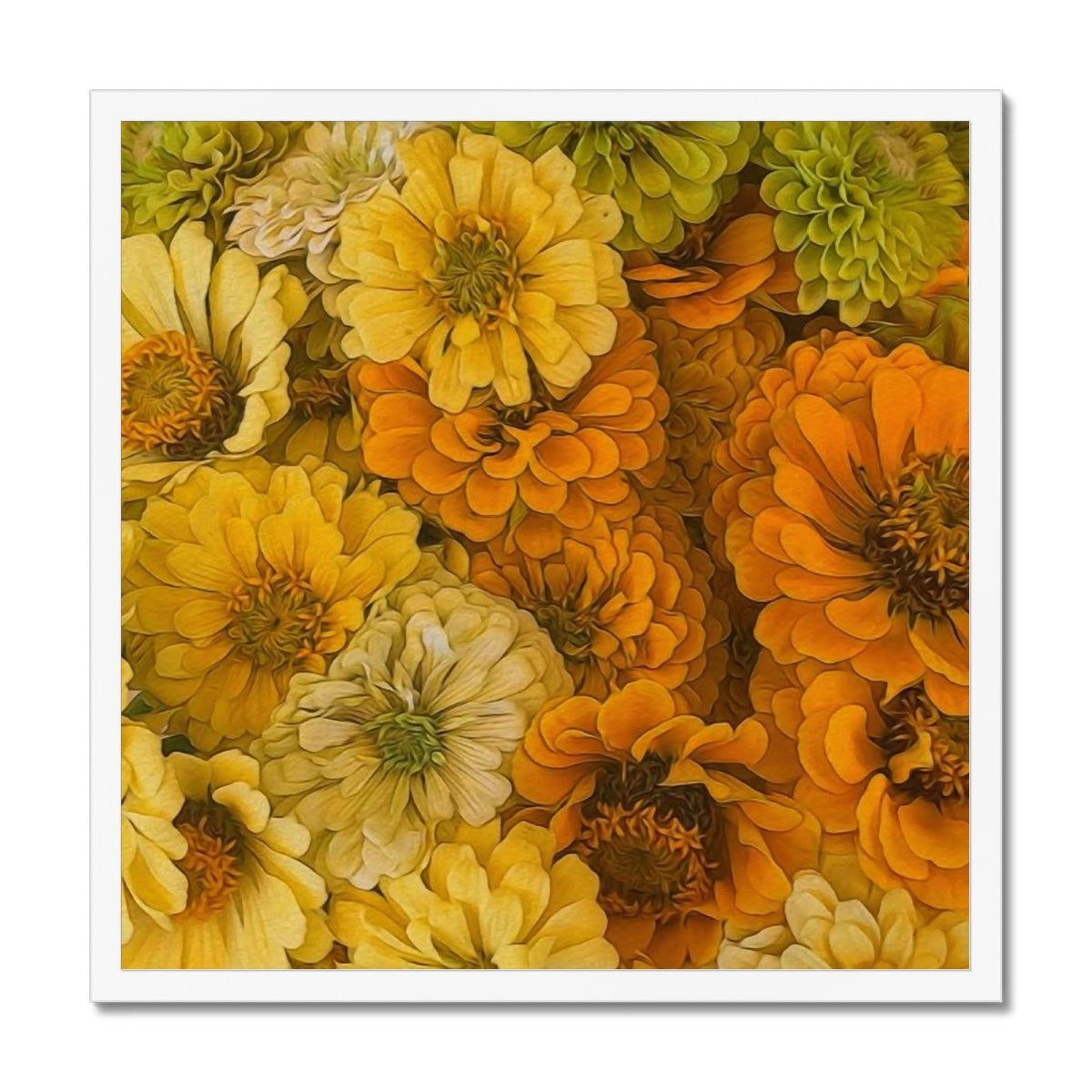 Yellow Zinnias Framed Print