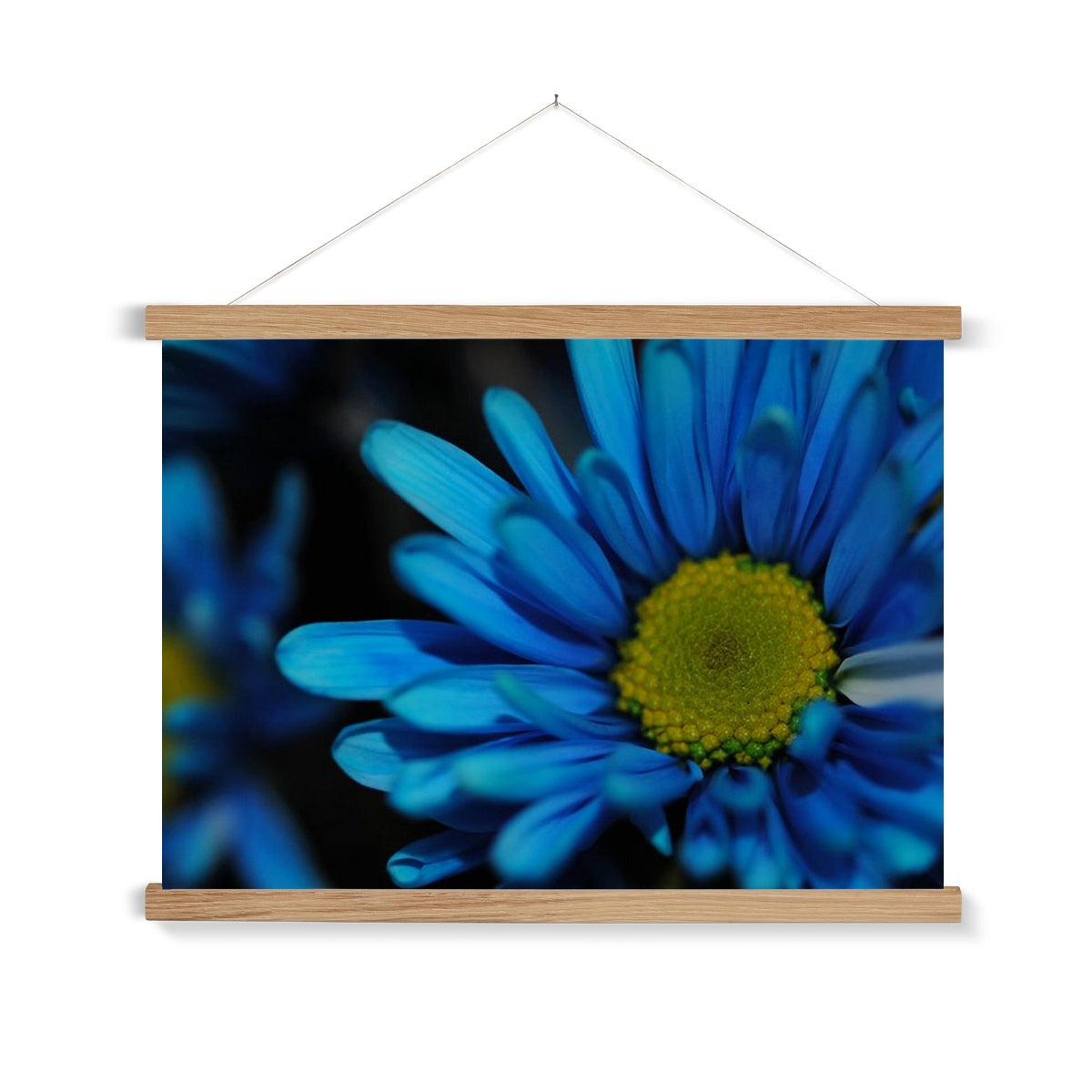 Blue Daisy Fine Art Print with Hanger