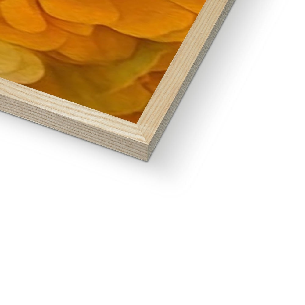 Yellow Zinnias Framed Print