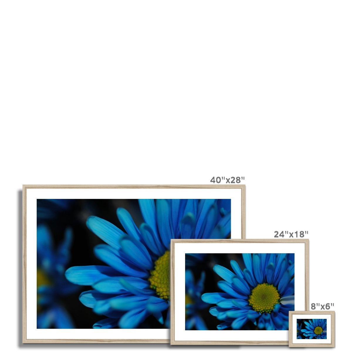 Blue Daisy Framed & Mounted Print