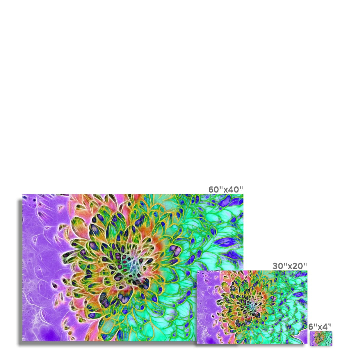Abstract Peacock Chrysanthemum Hahnemühle Photo Rag Print