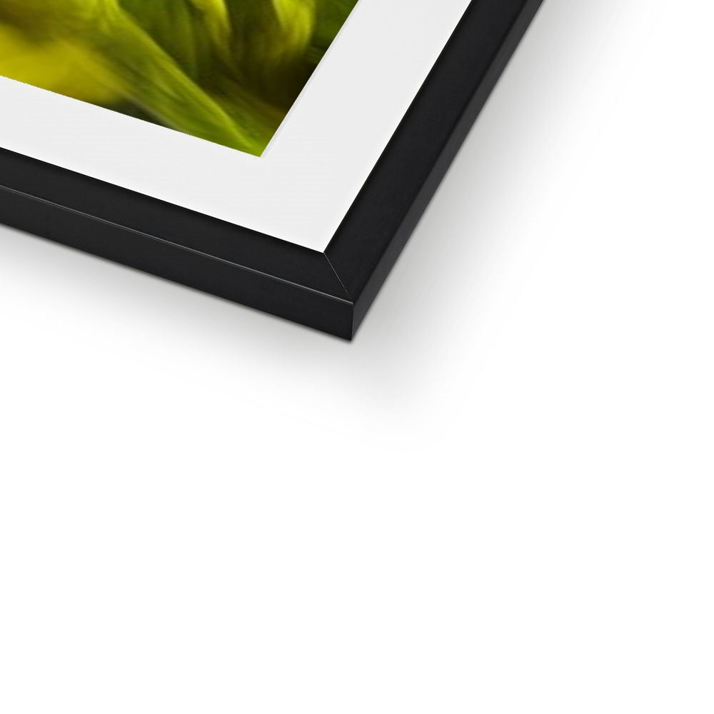Abstract Yellow Daffodils Framed & Mounted Print