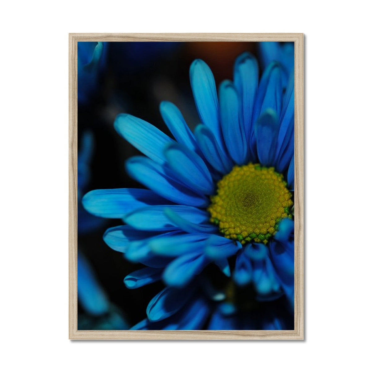 Blue Daisy Framed Print