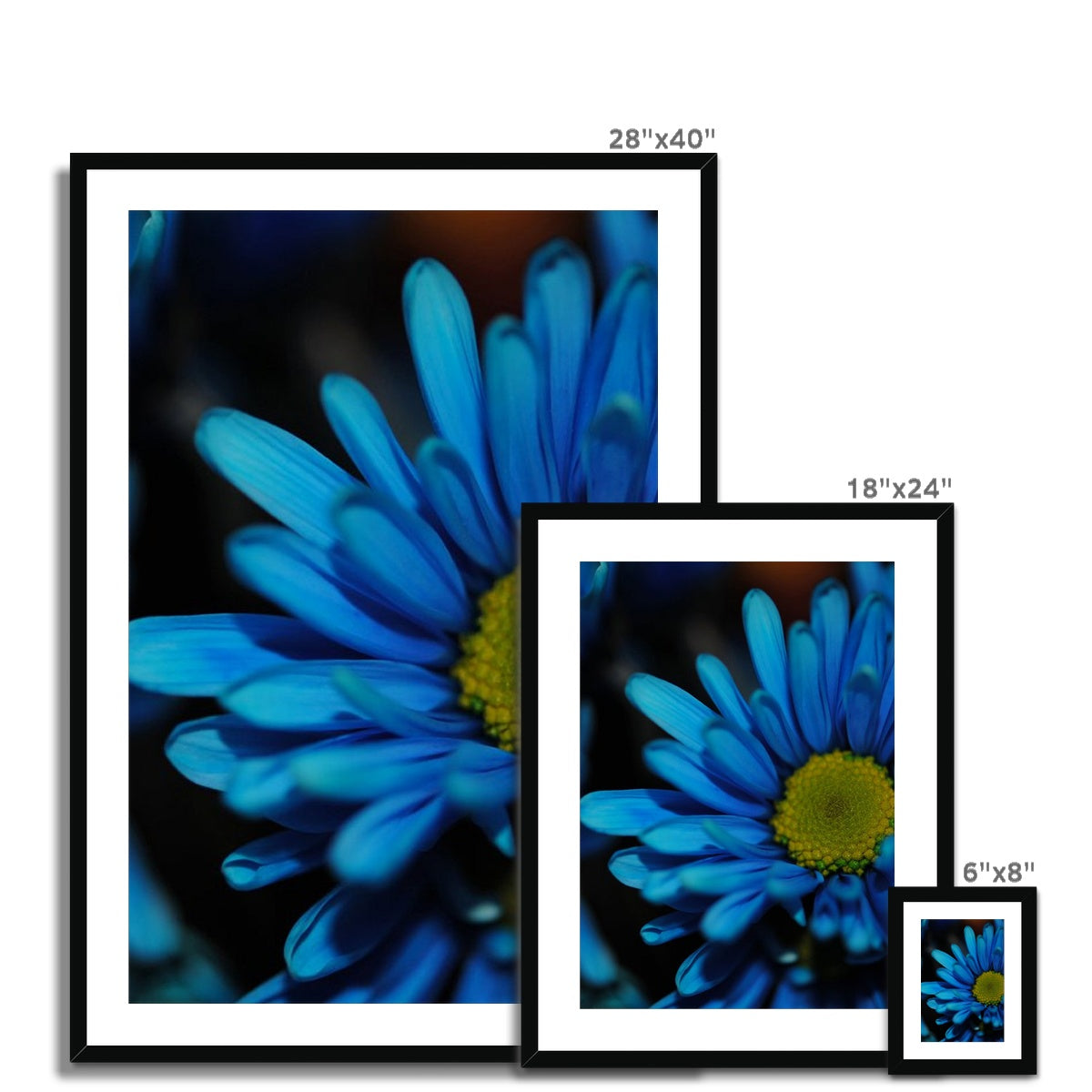 Blue Daisy Framed & Mounted Print