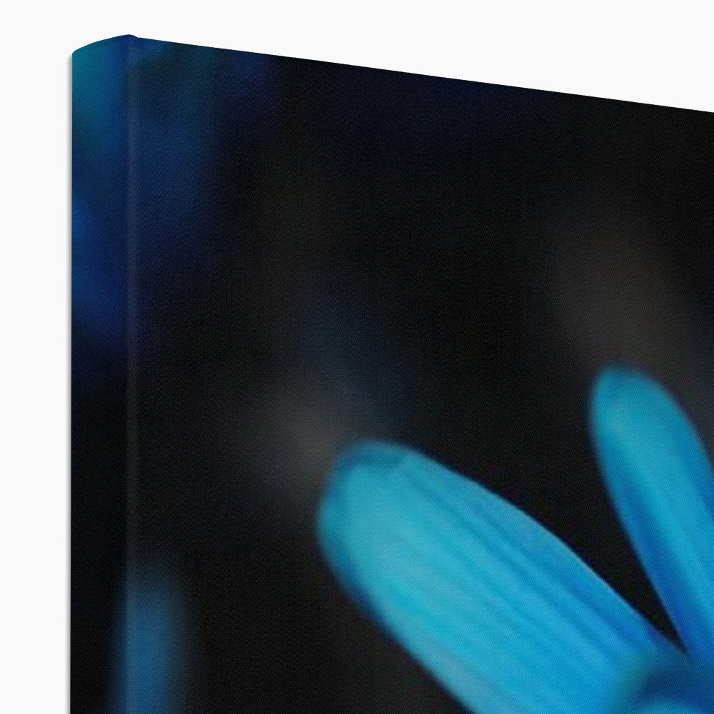 Blue Daisy Canvas